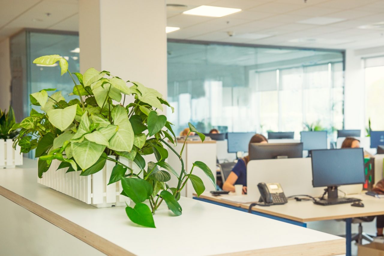 Selective focus on green plant in the pot with blurred light interior of open work space office with desks, computers and working people. Business concept. Copy space.