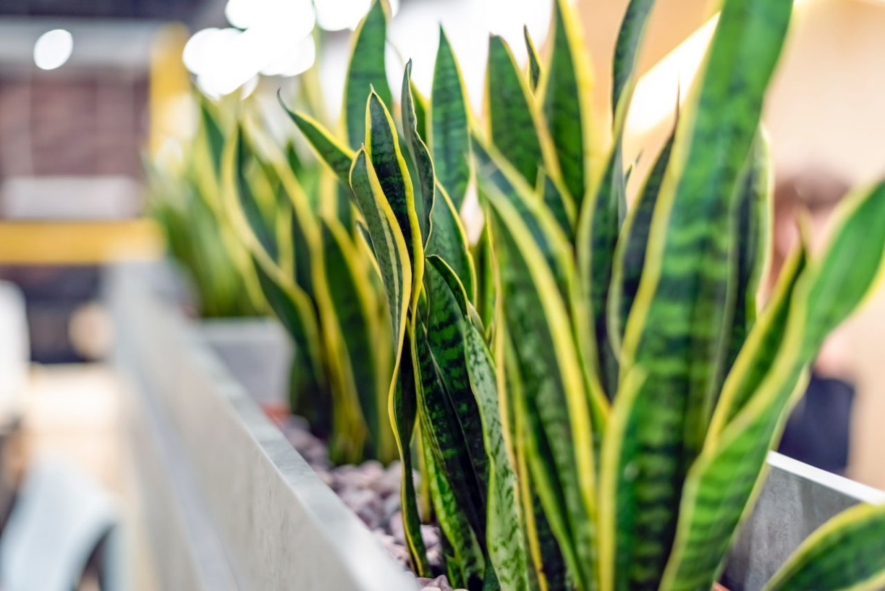 Mother-in-law's plant in modern open office space. Green plants in modern office. Concept of healthy working. Hub, co-working