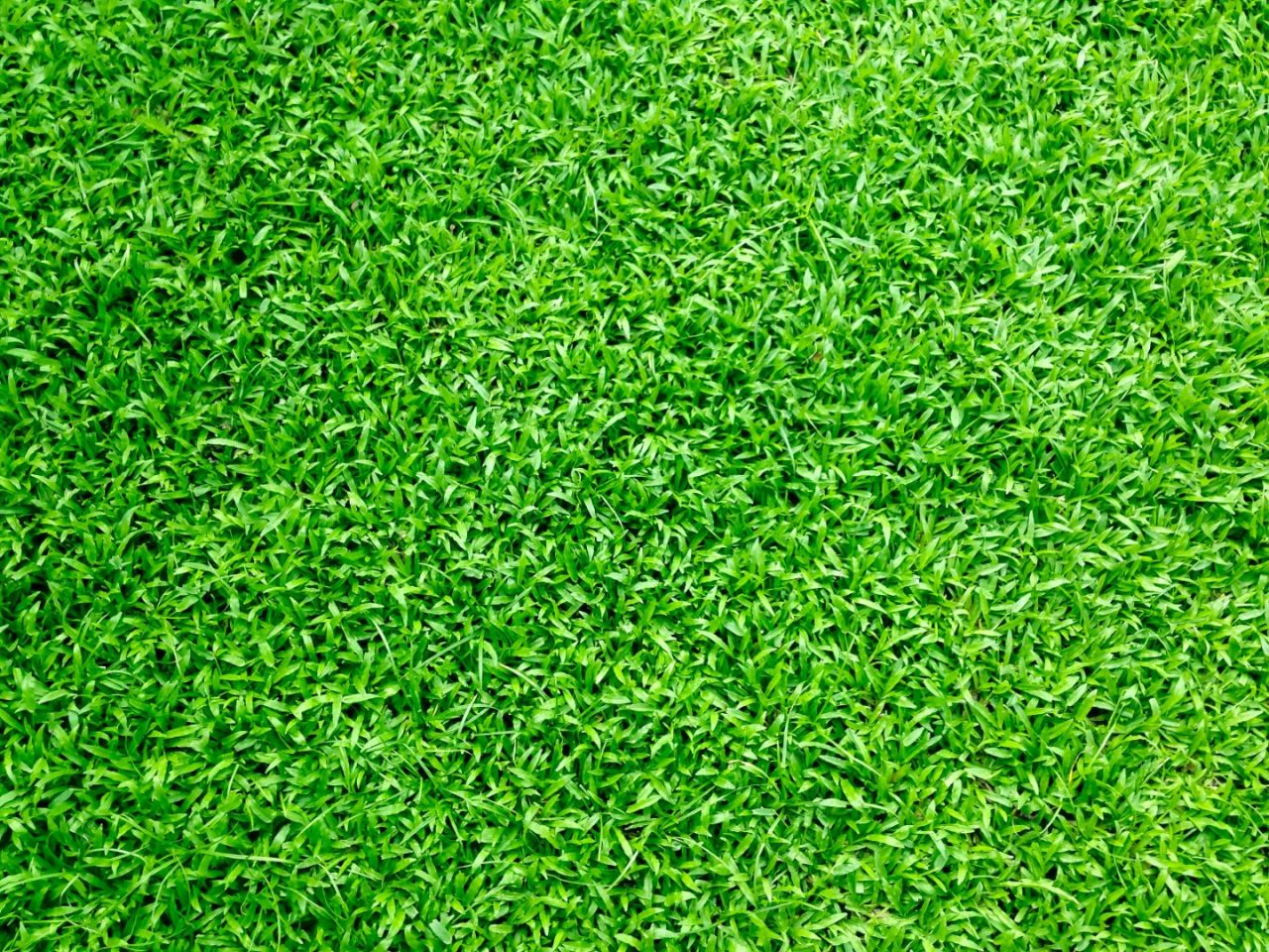 Grass (Large)